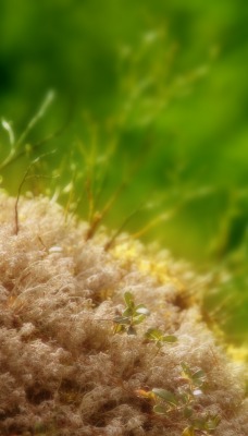 Максро съемка трава