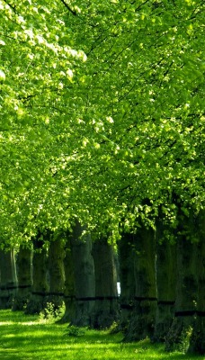 Арка из зеленых листьев