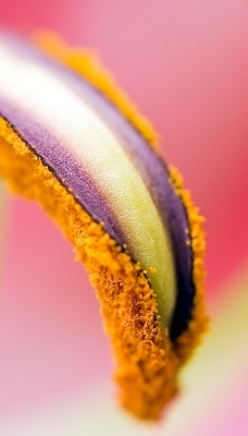 Макро съемка цветка