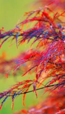 Цветные ветви
