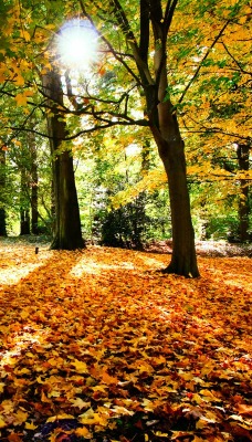Осень листья на земле