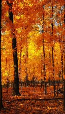 Лес в желтых красках осени