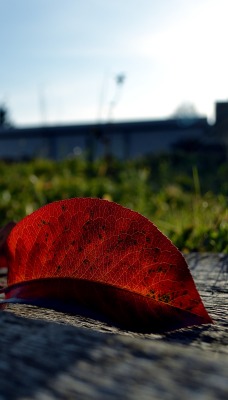 Красный листок
