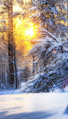 Зимний восход в лесу