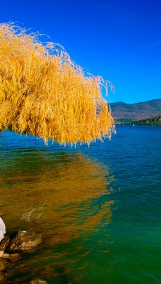 Осень ива над озером