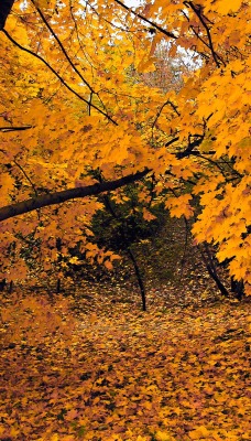 Опавшие желтые листья