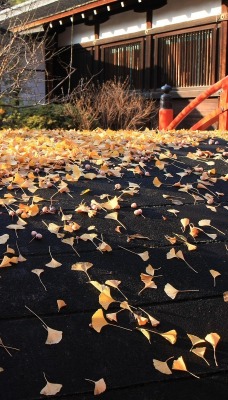 Мостик в опавших листьях