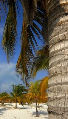 Пляж из пальм