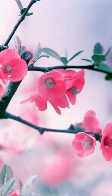 Розовые цветочки цветущего дерева