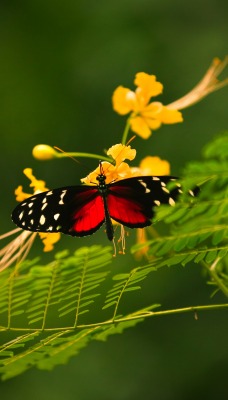 Бабочка на растении