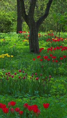 Тюльпаны среди деревьев