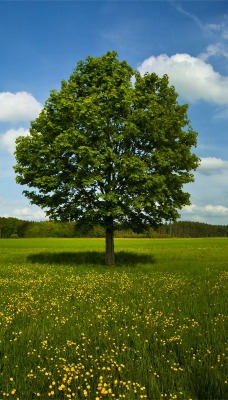Одинокое дерево в зеленом поле