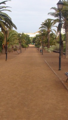 Парк из пальм
