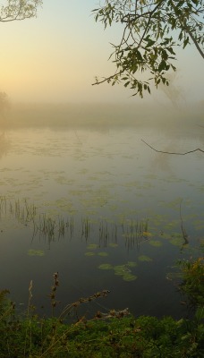 Утренний туман над водой