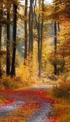 Дорога в лесу засыпанная листьями