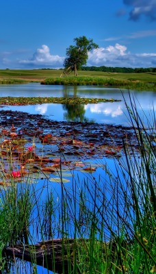 Кувшинки в синем озере