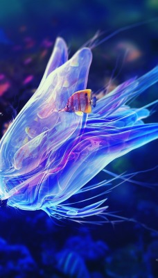 Яркие краски подводного мира