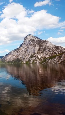 Лебедь в озере