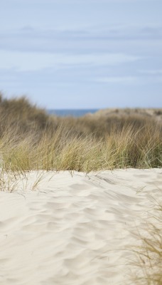 Высохшая трава на песке