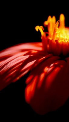 Красный контрастный цветок