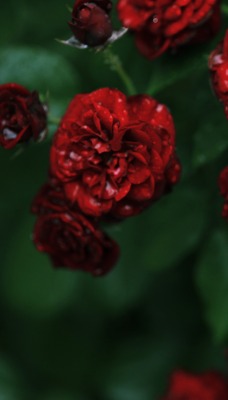 Бордовые цветы с каплями дождя