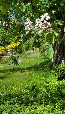 Зеленый сад, парк