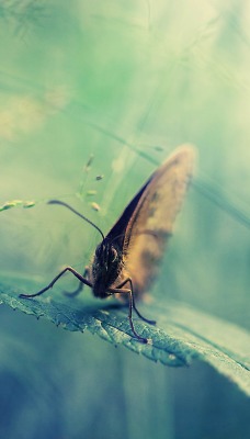 Бабочка на листке