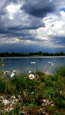 Облака, трава, цветы, озеро