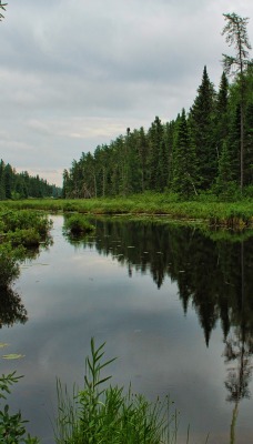 Речка в лесу