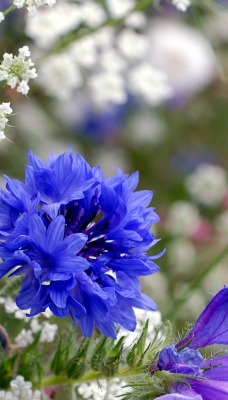 природа цветы синие трава nature flowers blue grass