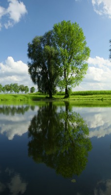 Вода, штиль, зелень, трава, деревья