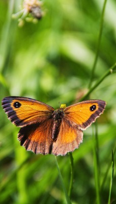 бабочка на зеленой траве