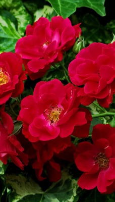Красные цветки