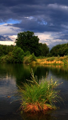 Трава, озеро, деревья, небо, облака