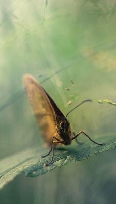 Бабочка в зеленых тонах