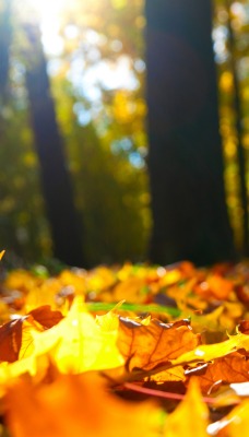 Осенняя листва в лесу