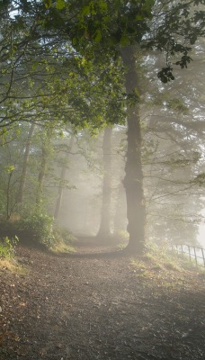 Дорога, туман, лес