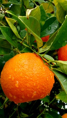 Апельсины на ветке