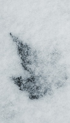 Кленовый лист под снегом