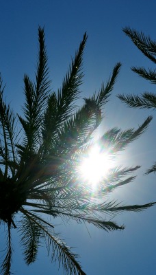 Пальмы, солнце, небо
