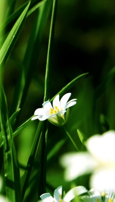 Зеленая трава с белыми цветами