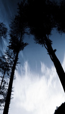Тени деревьев на фоне неба