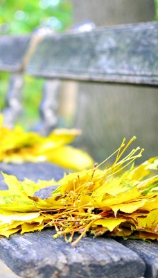 Осенние листья на лавке