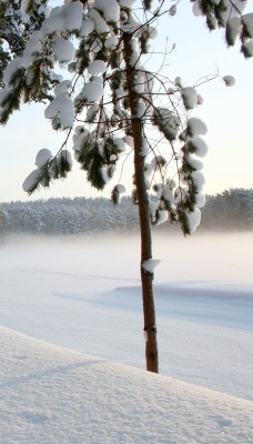 Снег, зима, лавочка, лес