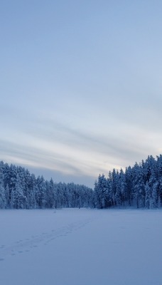 Снежное поле и лес