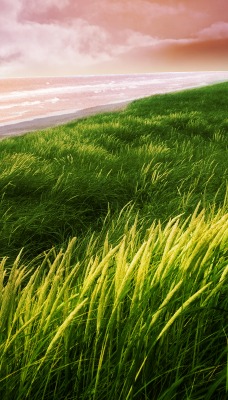 Зеленая трава у берега
