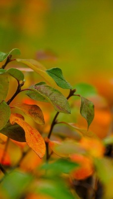 Осенние листья куста