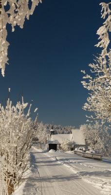 Зима, дорога, деревья в снегу