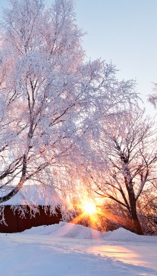 Снежные деревья на фоне рассвета