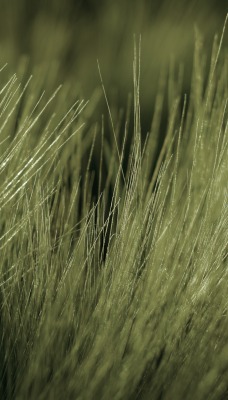 Тонкая трава